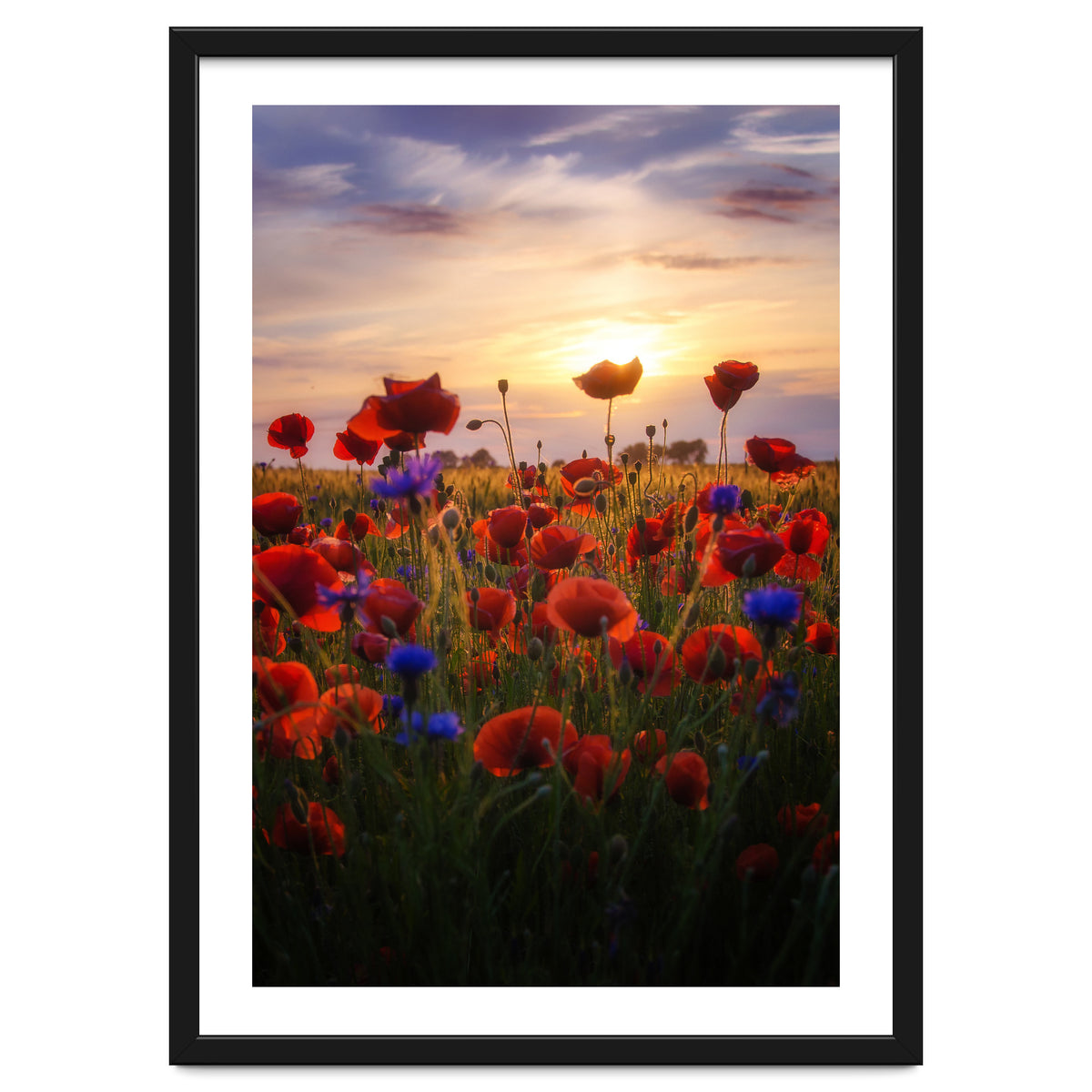 Poppiesfield at Sunrise
