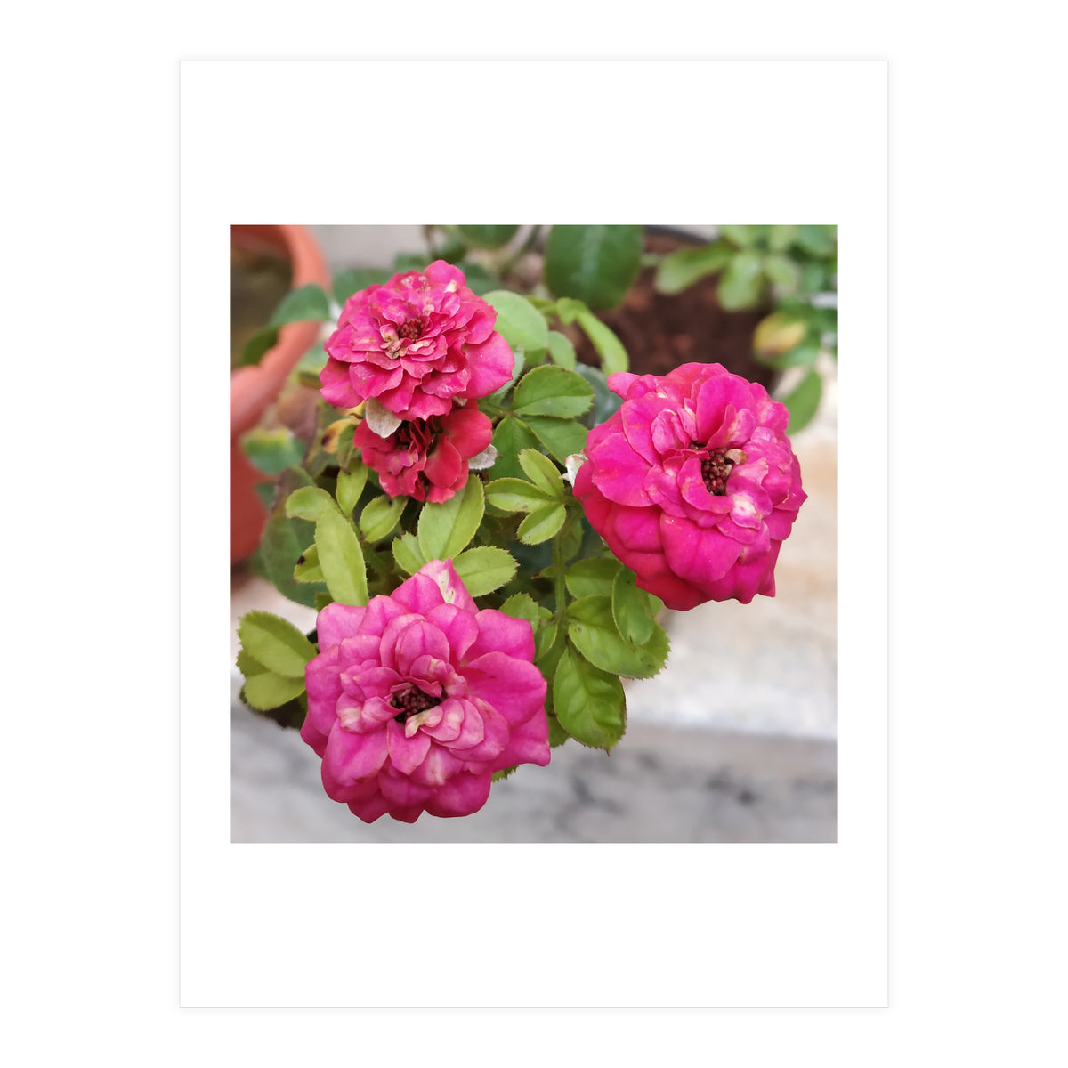 Blooming Roses (Print Only)