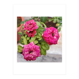 Blooming Roses (Print Only) thumbnail