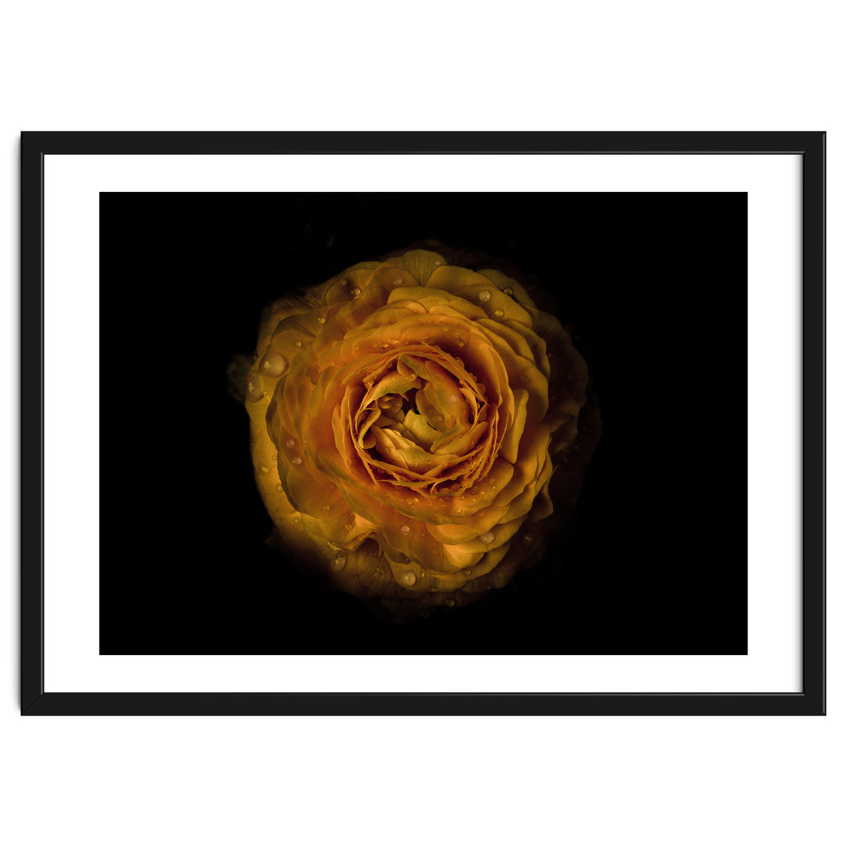 Backyard Flowers No 73 Color Version