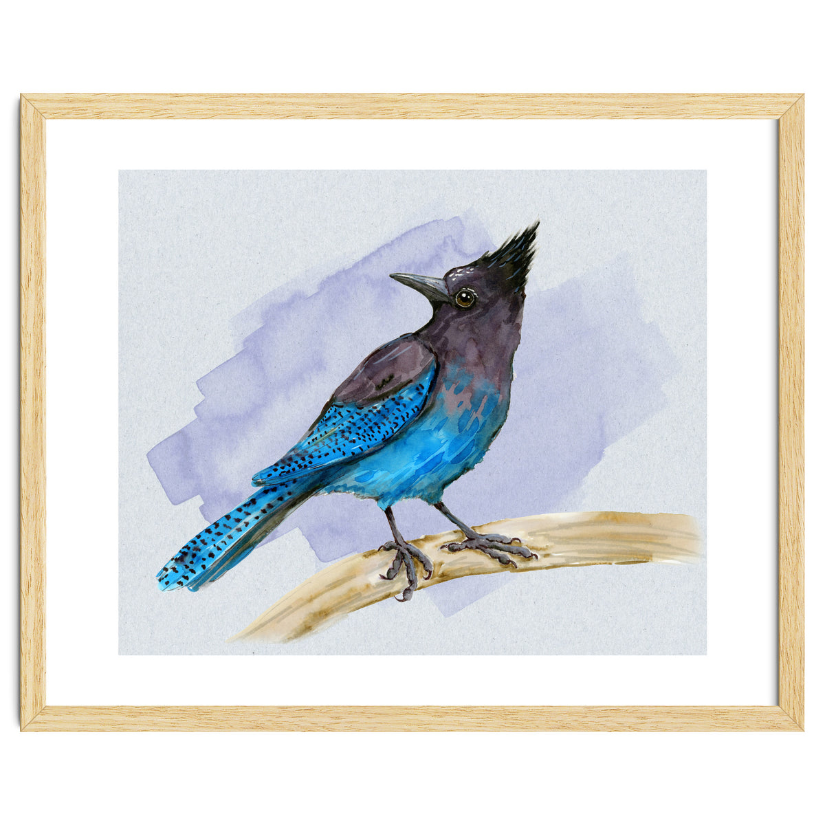 Steller's jay watercolor