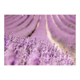 Lavender Happiness (Print Only) thumbnail