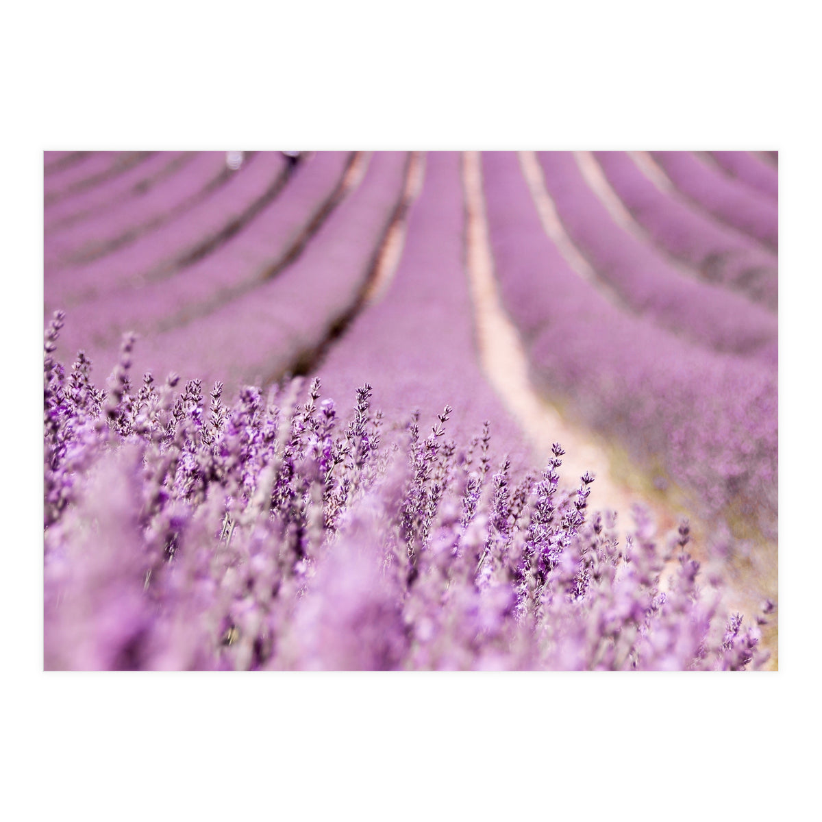 Lavender Happiness (Print Only)