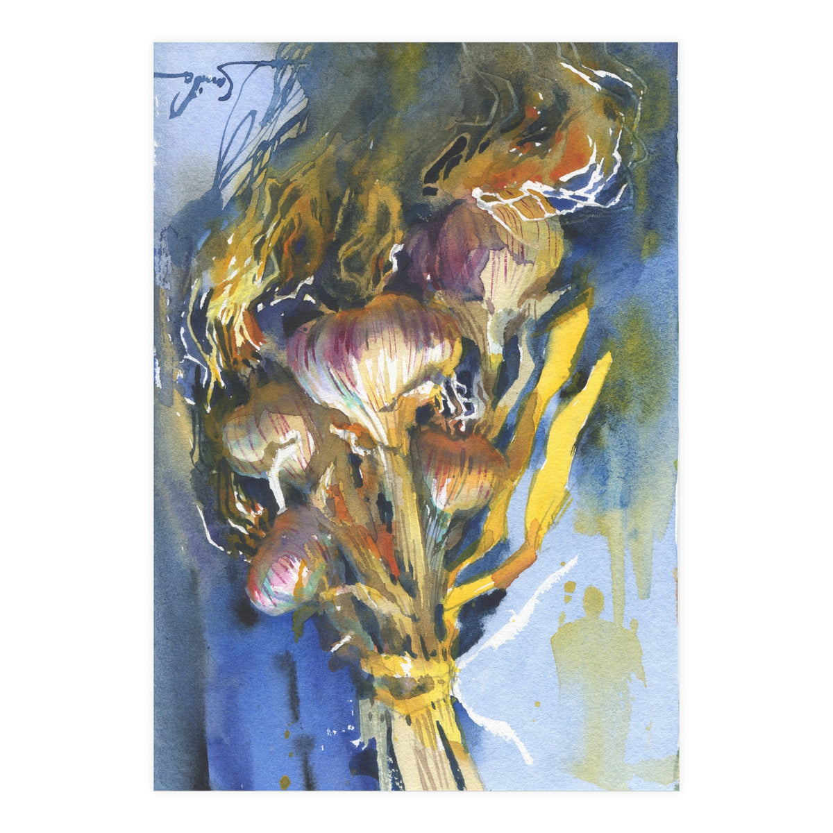 Sunny still life Garlic (Print Only)