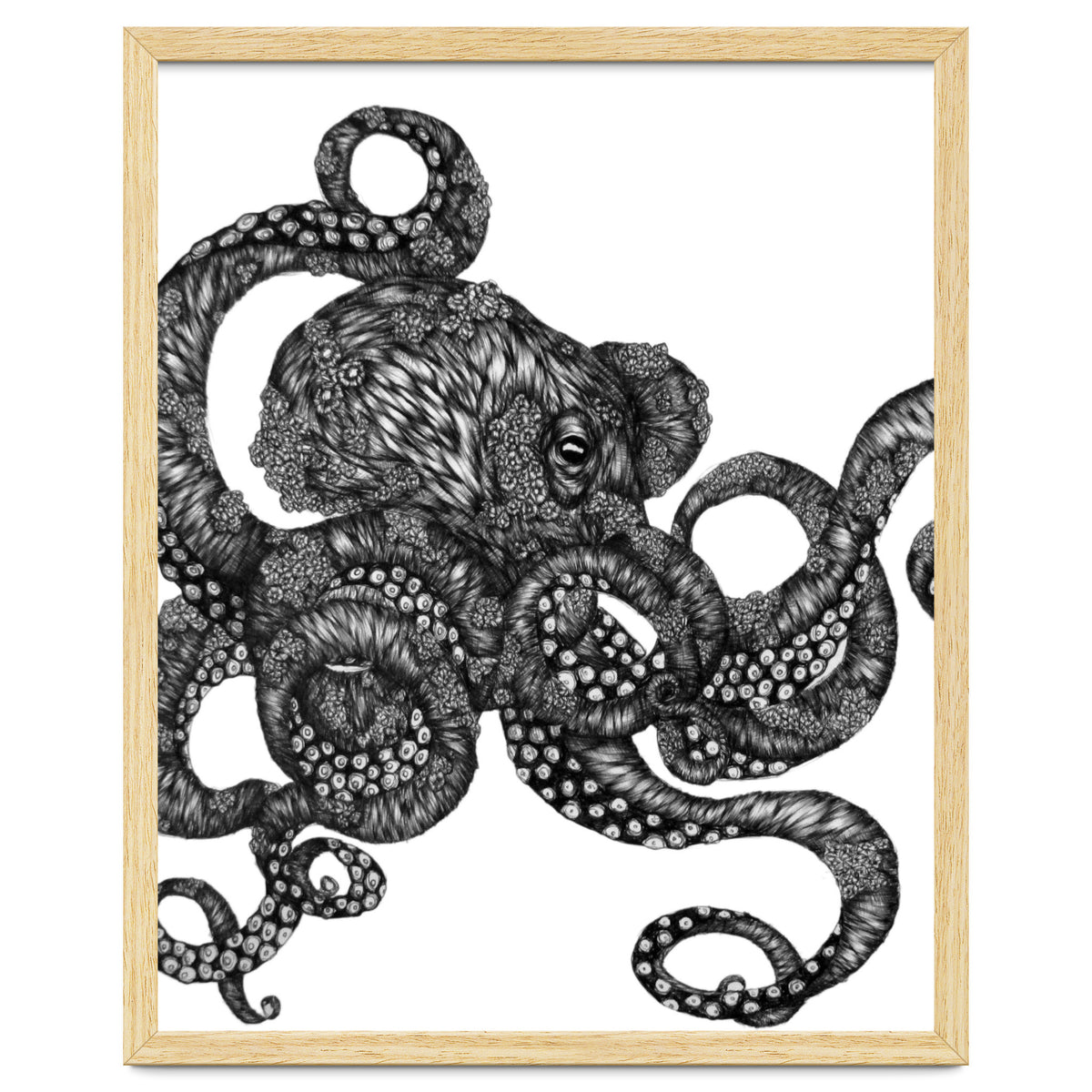 Barnacle Octopus