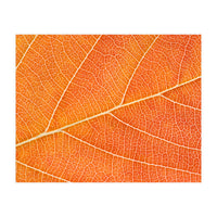 Autumn Leaf (Print Only)