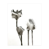 Flying Angels (Print Only) thumbnail