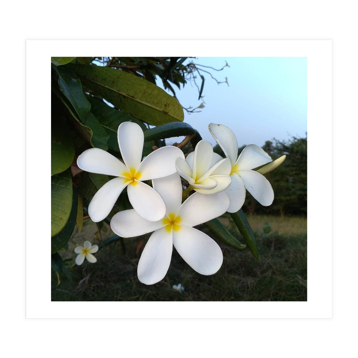 Frangipani (Print Only)