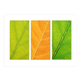 Autumn Leaves (Print Only) thumbnail