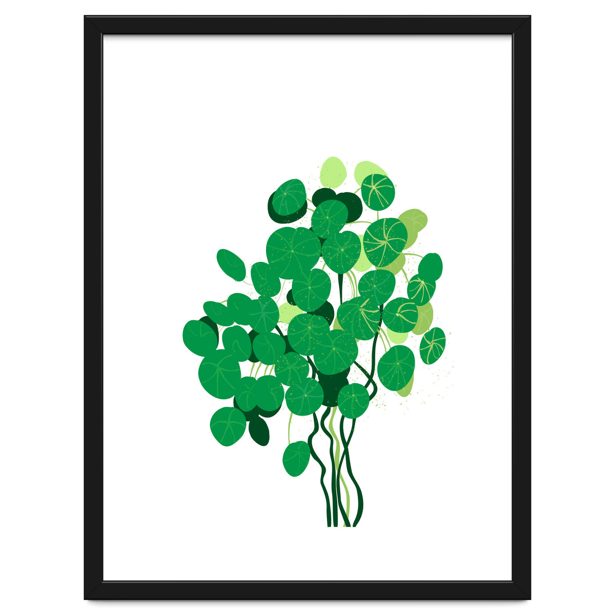 Pilea