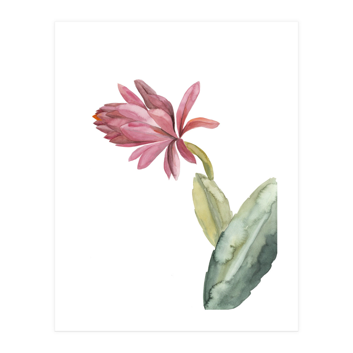 Botanical Illustration Pink Cactus Flower (Print Only)