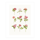 Cc Roses 07 (Print Only) thumbnail