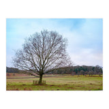 Young Oak Tree in Winter  (Print Only) thumbnail