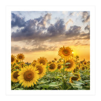 Sunflowers in sunset (Print Only)