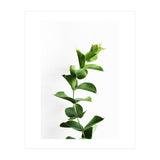 Eucalyptus (Print Only) thumbnail
