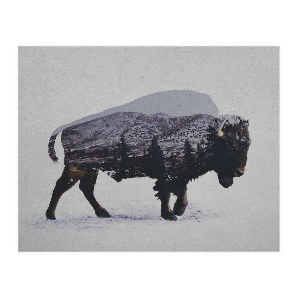 The American Bison (Print Only)