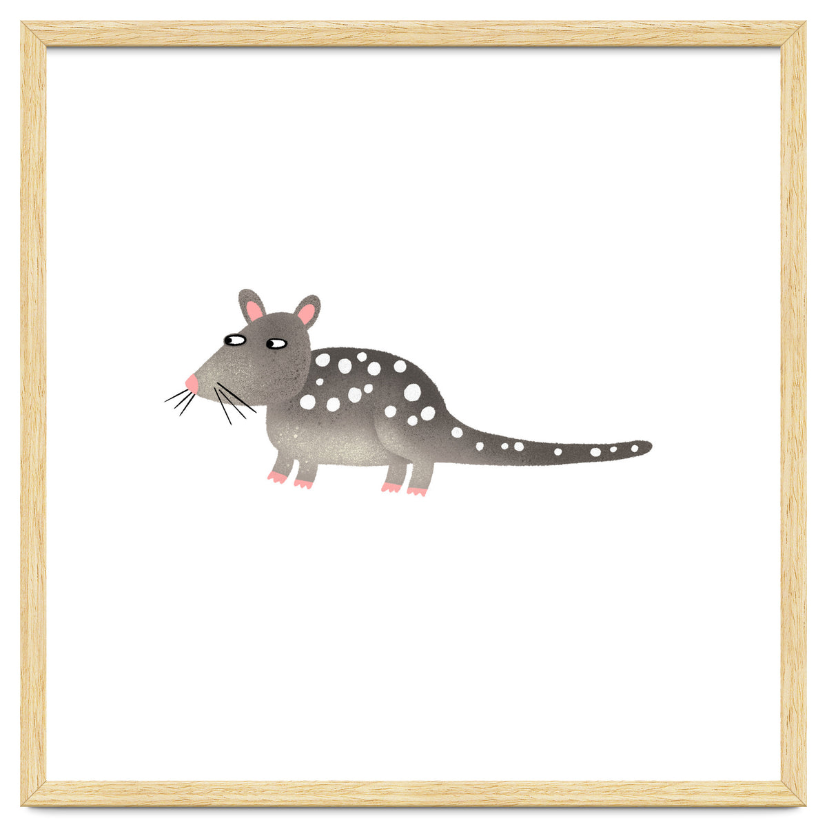 Quoll