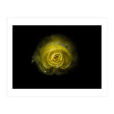 Backyard Flowers 64 Color Version (Print Only) thumbnail