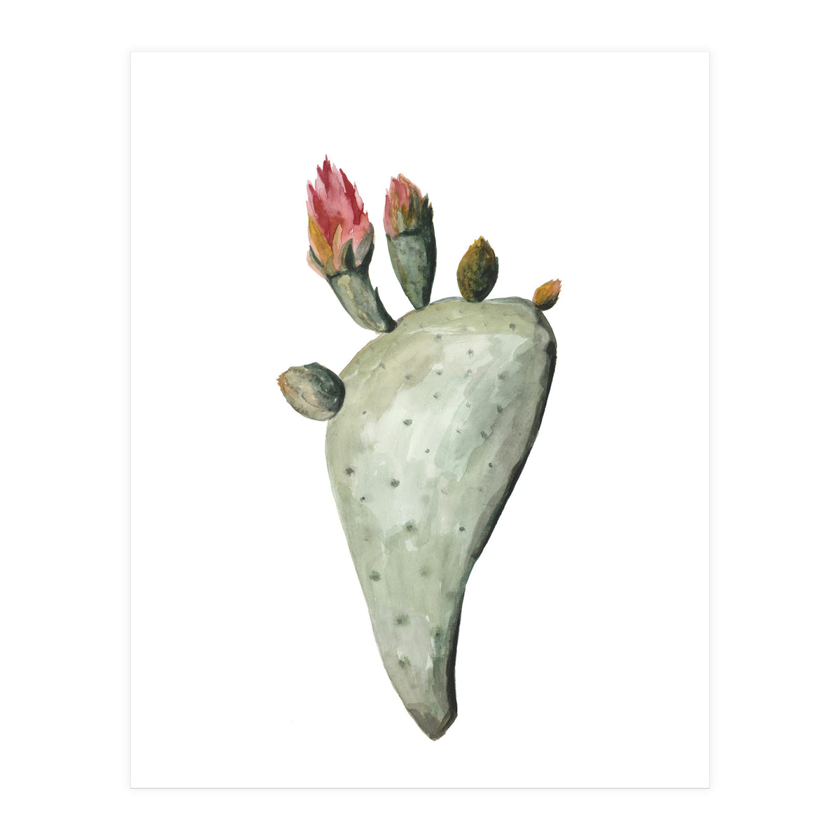 Botanical Illustration Cactus Flowers (Print Only)