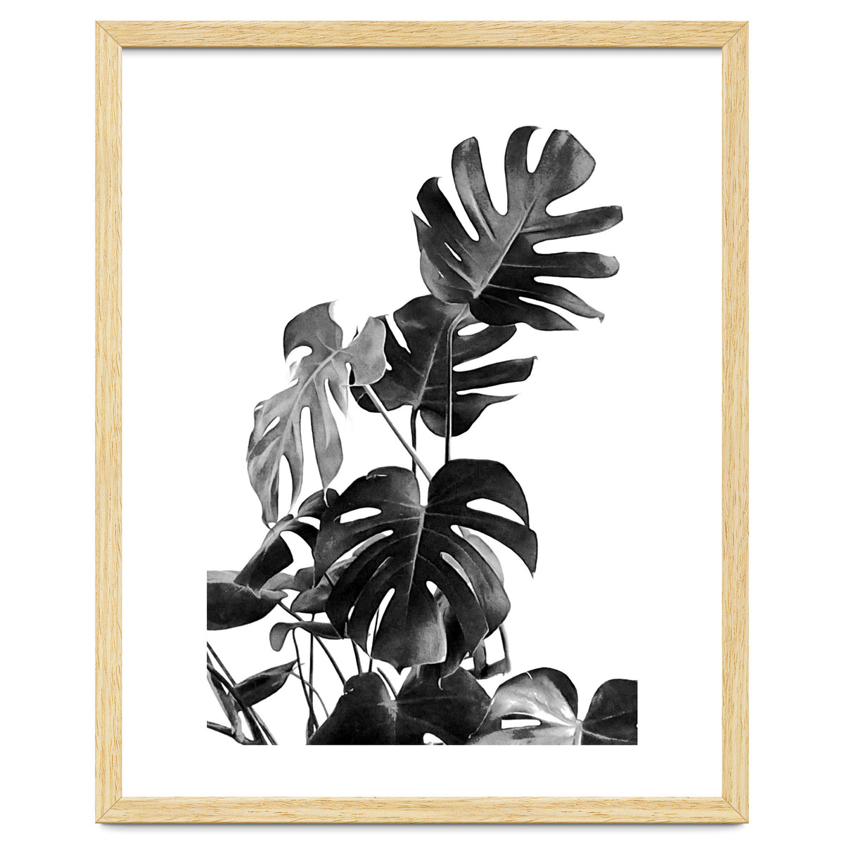 Monstera Black And White 09
