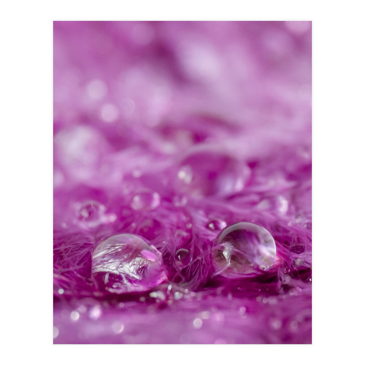 Drops in feathers (Print Only)