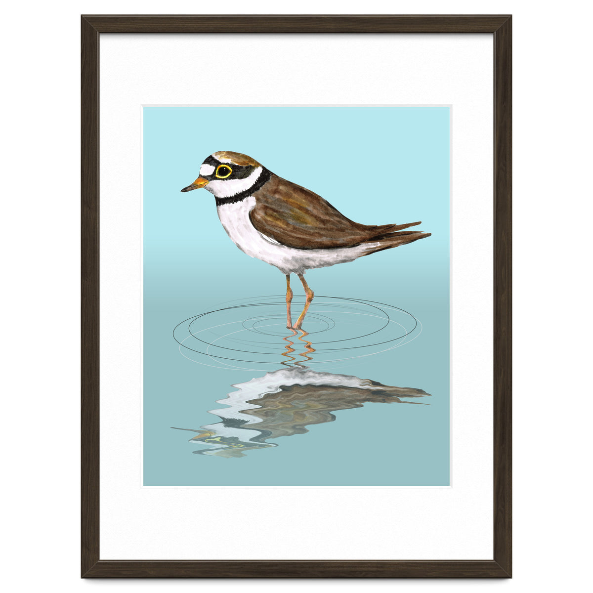 Little ringed  plover
