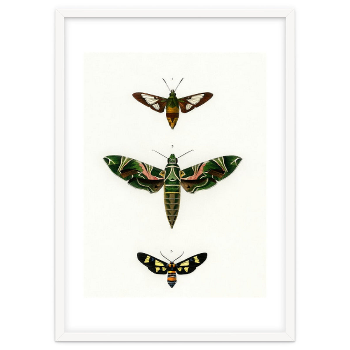 Different types of moths illustrated