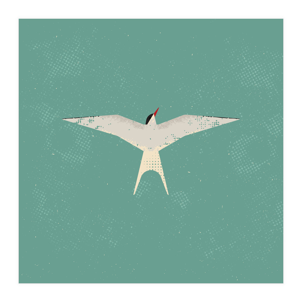 Arctic Tern (Print Only)
