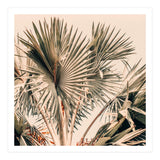 Morning Star (Print Only) thumbnail