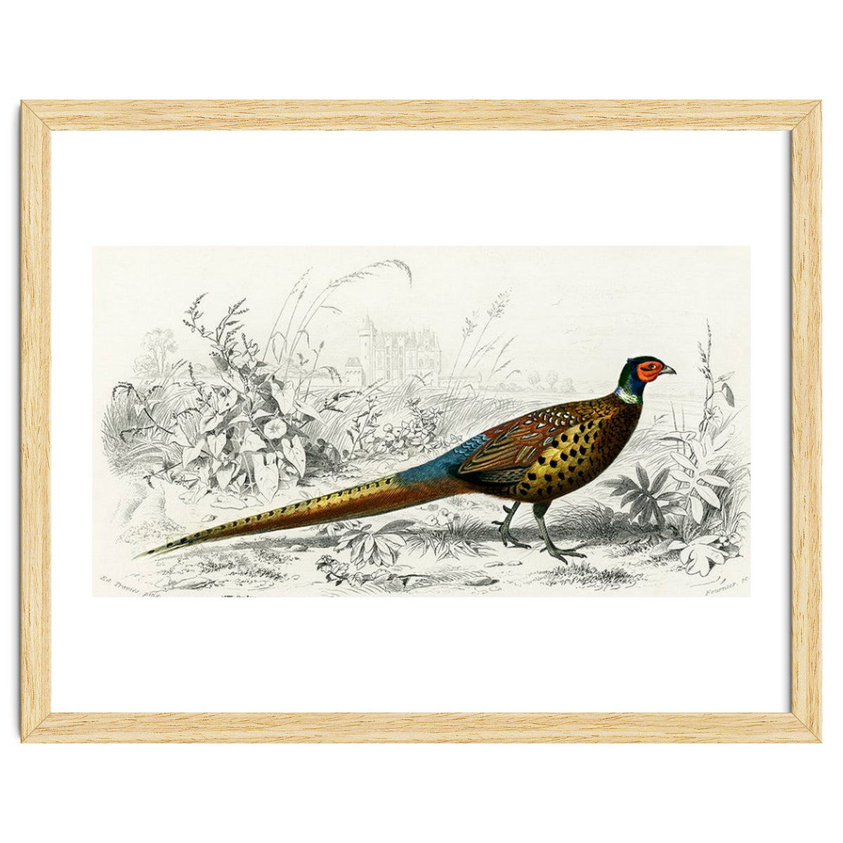 Ring-neckrd pheasant illustrated