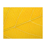 Autumn Leaf (Print Only) thumbnail