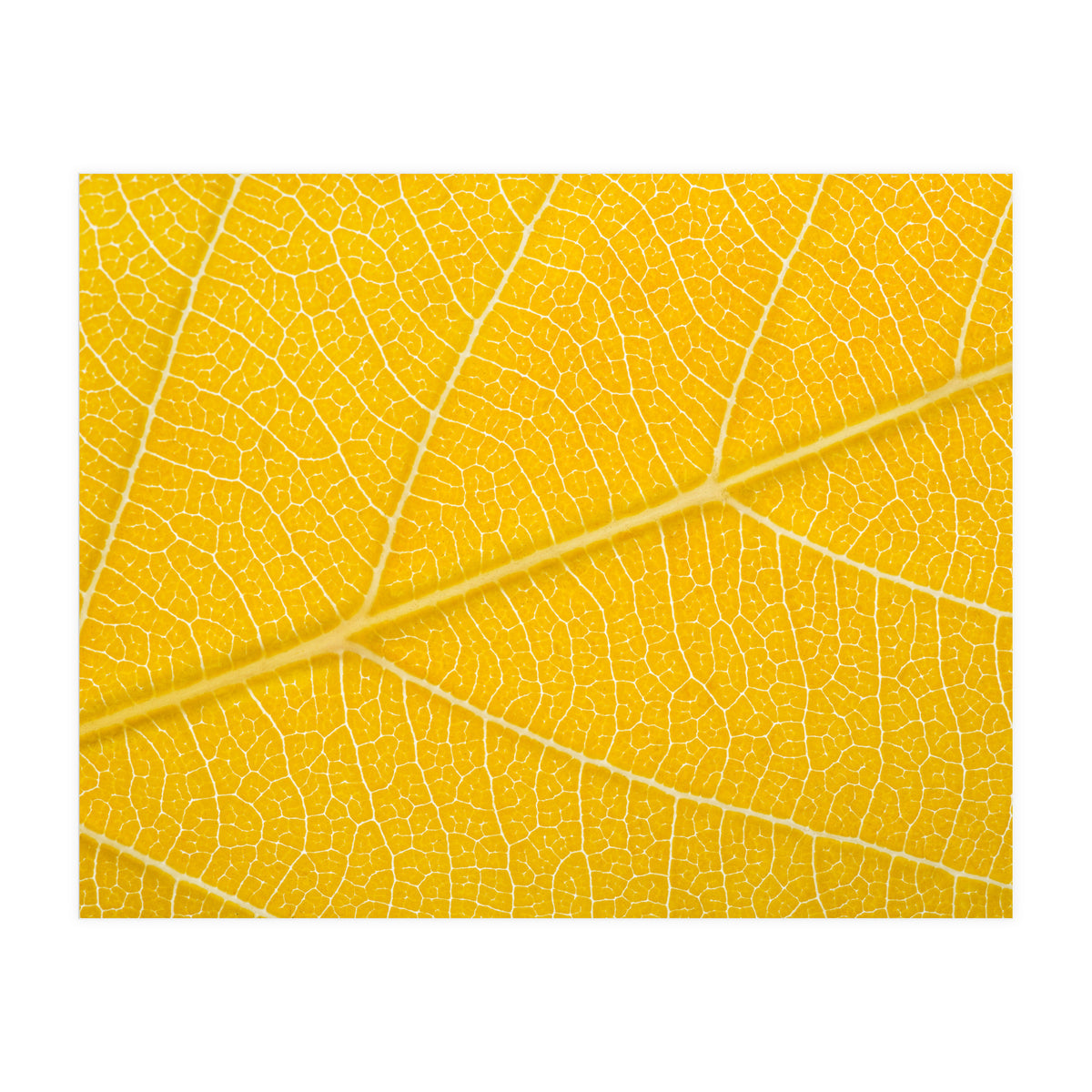 Autumn Leaf (Print Only)