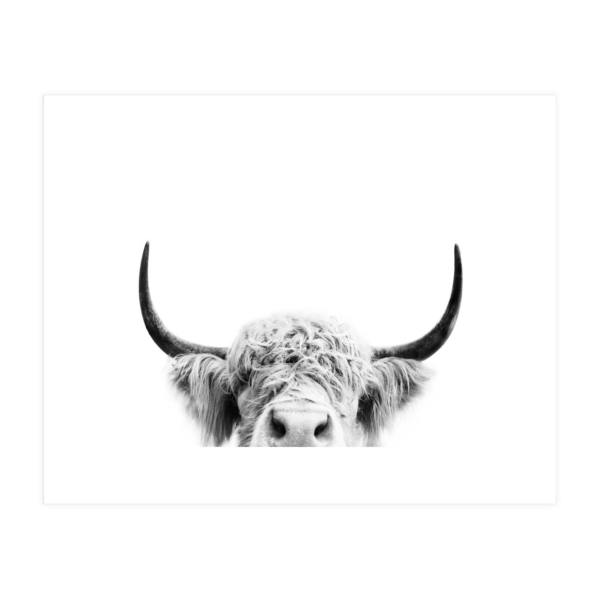 Peeking cow BW (Print Only)