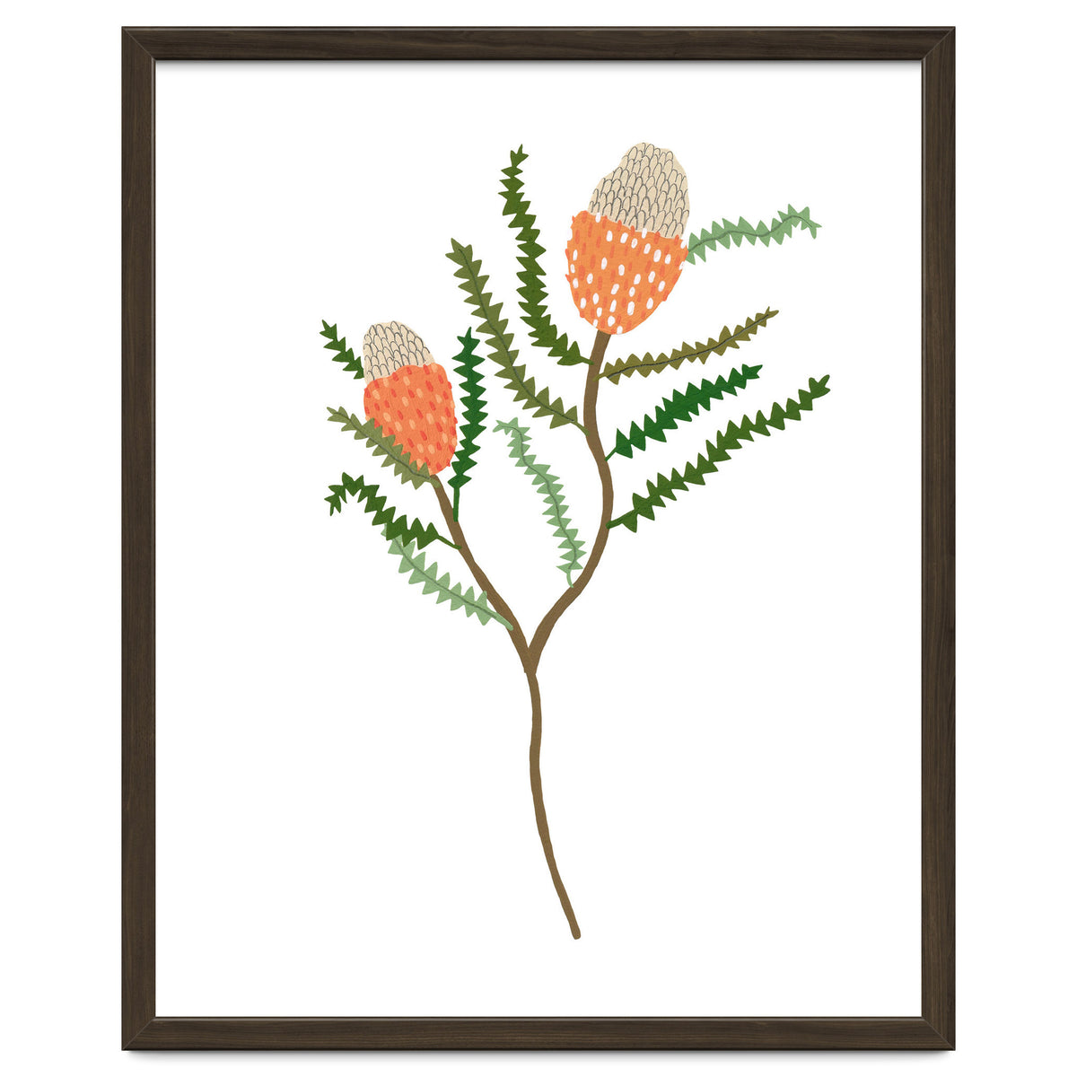 Banksia Flowers