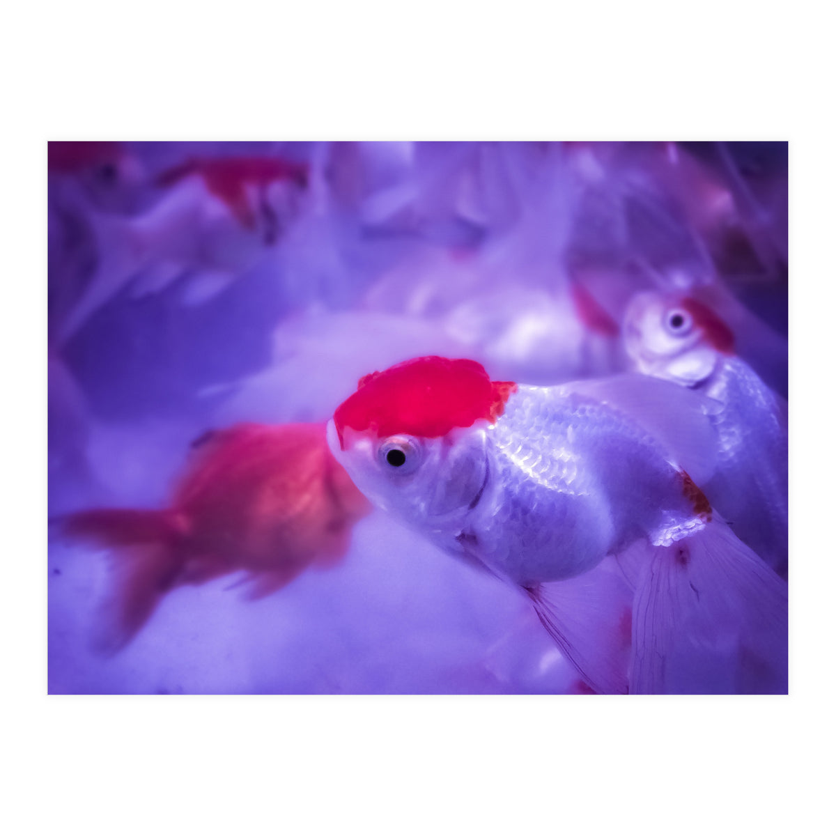 Golden Fish (Print Only)