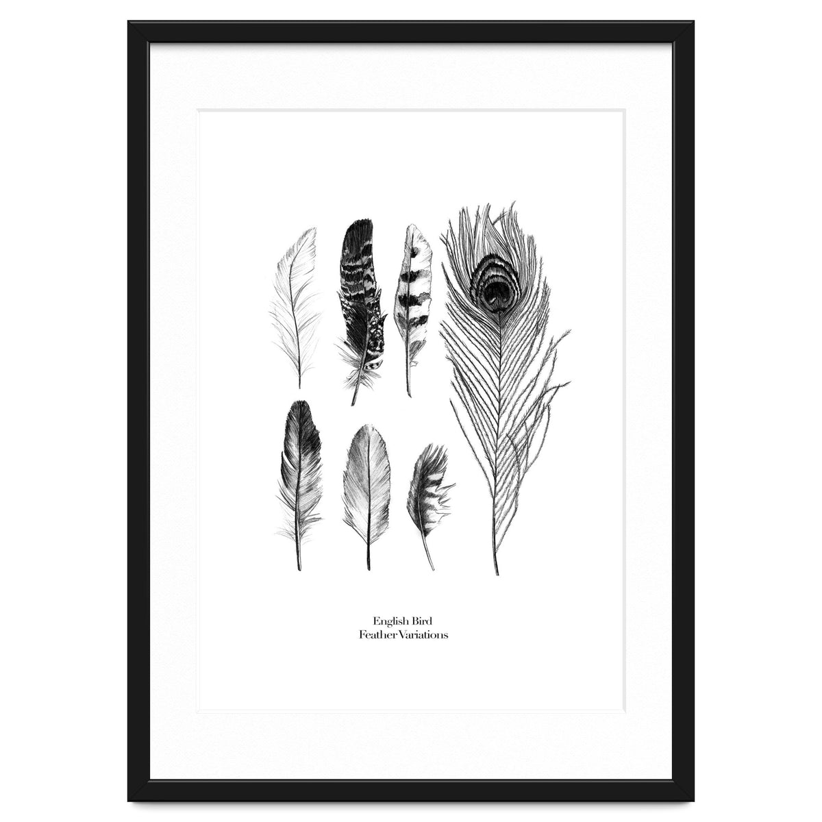 English Feather Variations