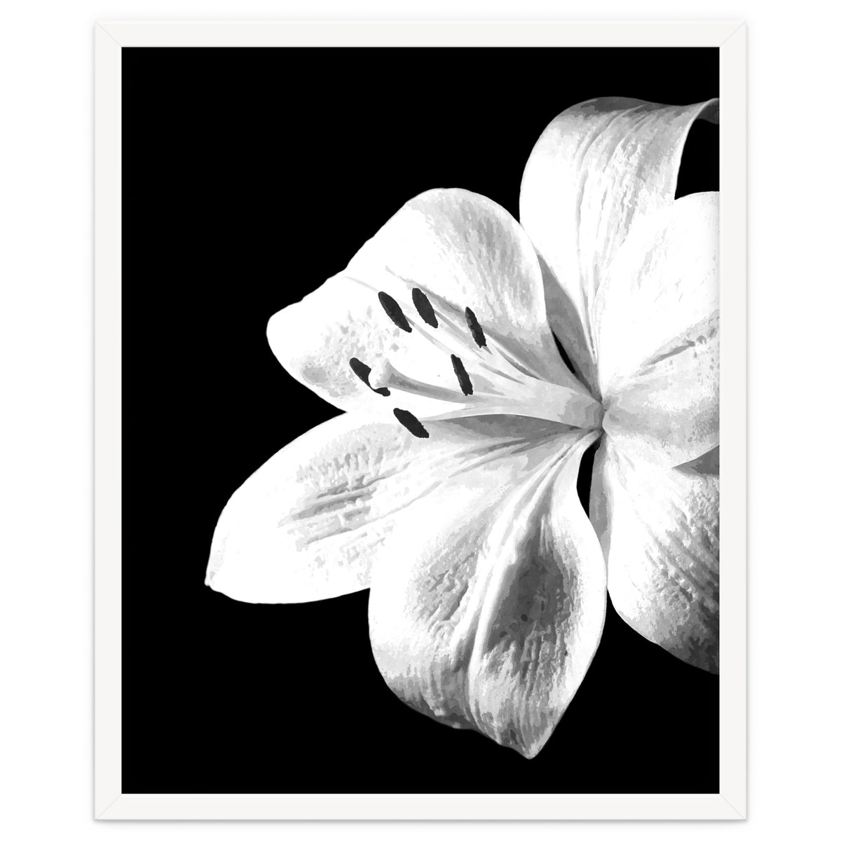 White Lily Black Background