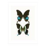 Cc Butterflies 02 (Print Only) thumbnail