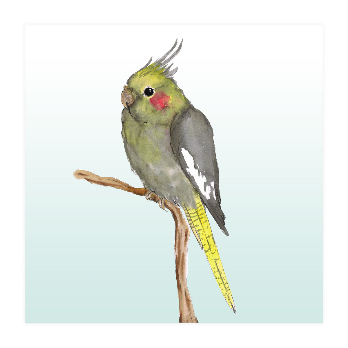 Cute cockatiel 	 (Print Only)