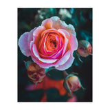 delicate rose (Print Only) thumbnail