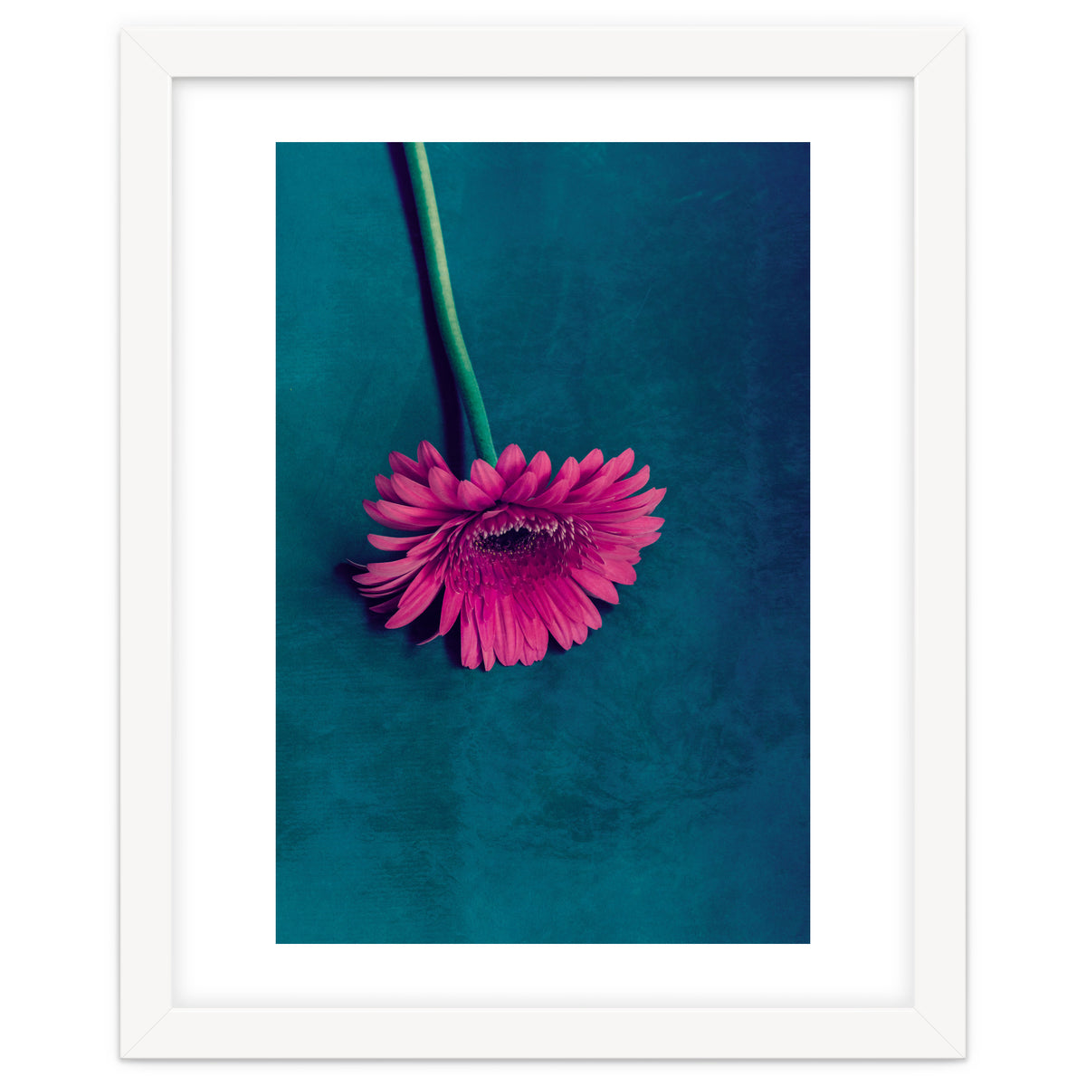 Gerbera for love