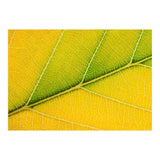 Autumn Leaf (Print Only) thumbnail
