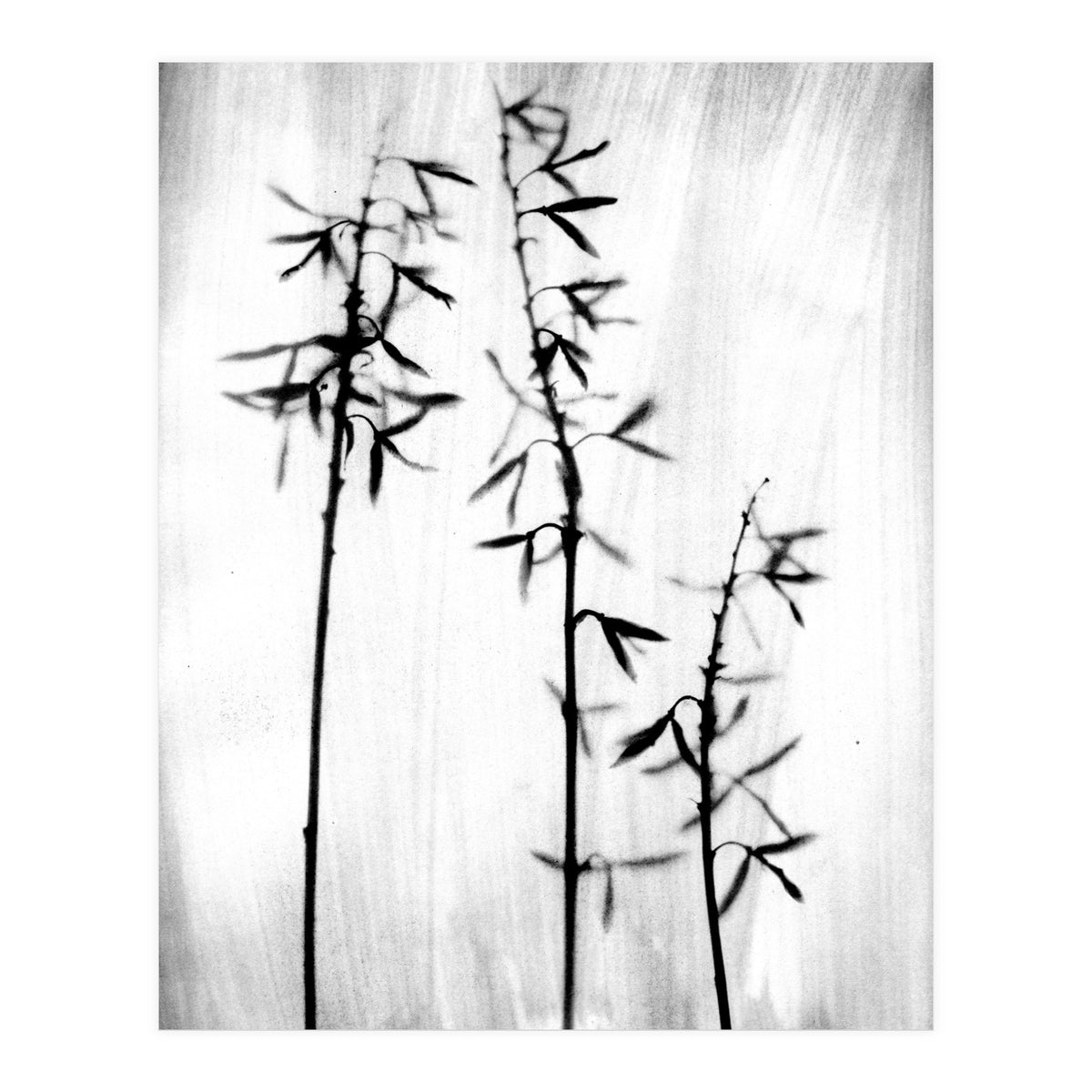 Hosta 3 (Print Only)