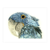 Blue Parrot (Print Only) thumbnail