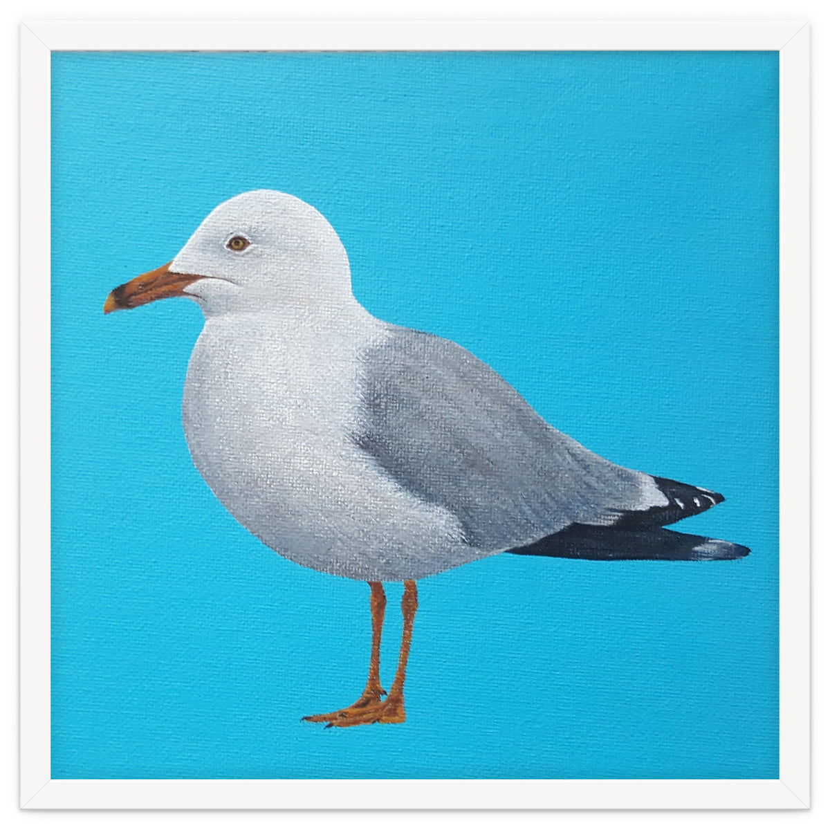 Seagull