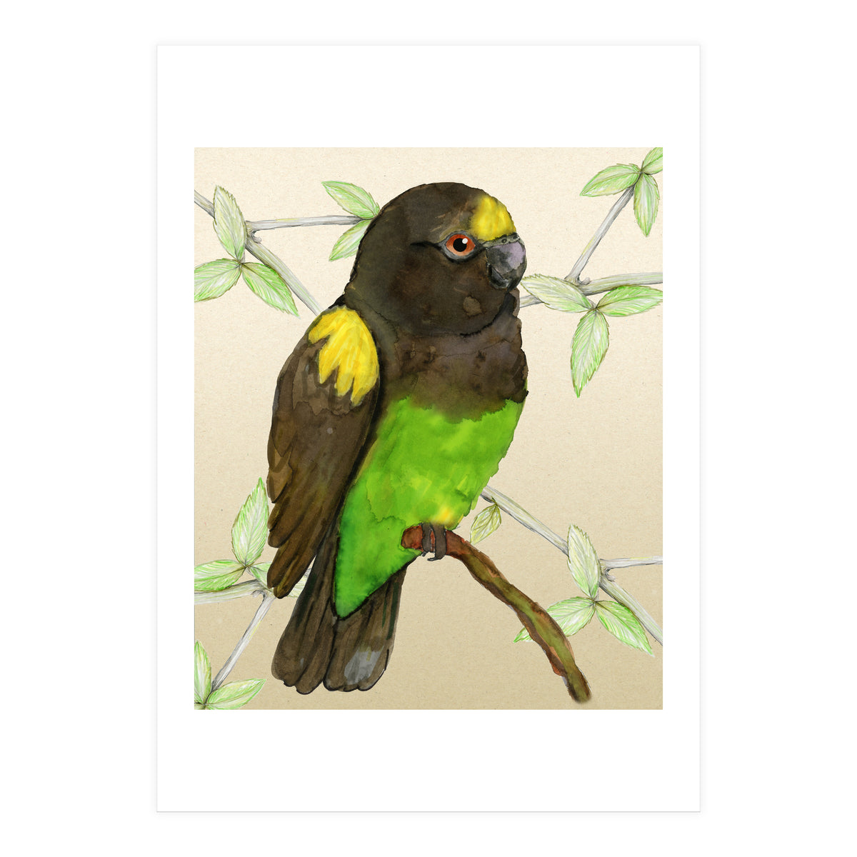 Meyer's parrot watercolor (Print Only)