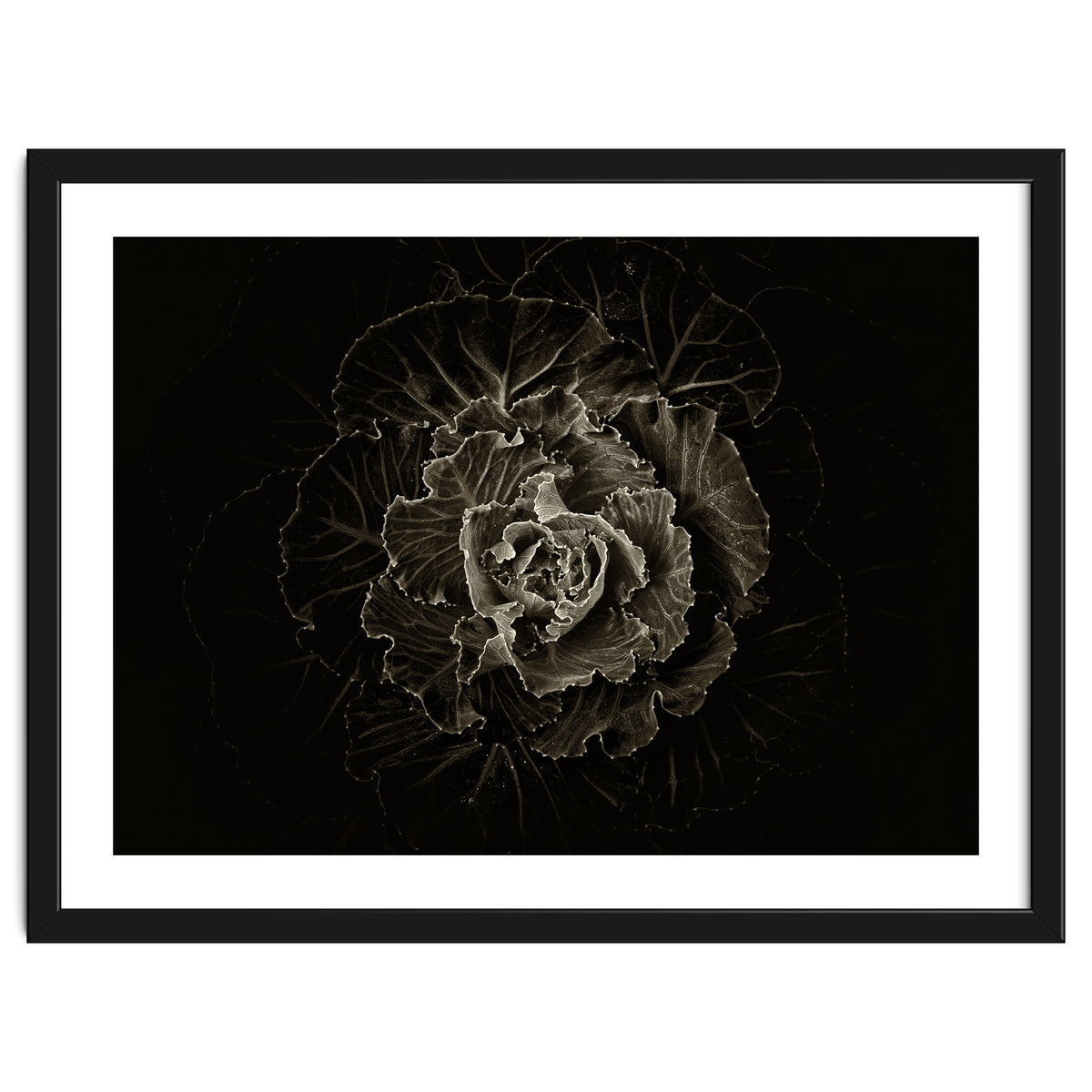 Backyard Flowers No 100 Sepia Version