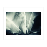 botanical 1 (Print Only) thumbnail