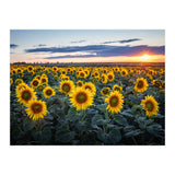 Sunflowersfield (Print Only) thumbnail