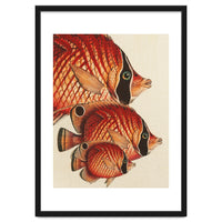 Fish Classic Designs 2